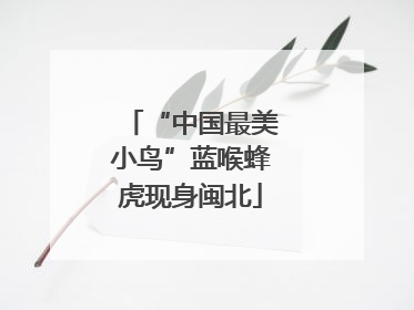 “中国最美小鸟”蓝喉蜂虎现身闽北