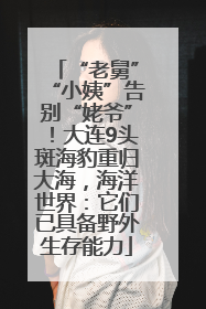 “老舅”“小姨”告别“姥爷”！大连9头斑海豹重归大海，海洋世界：它们已具备野外生存能力