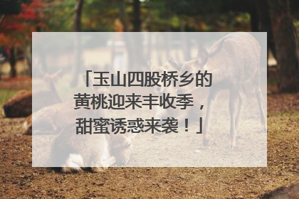 玉山四股桥乡的黄桃迎来丰收季，甜蜜诱惑来袭！