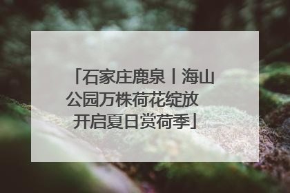 石家庄鹿泉丨海山公园万株荷花绽放 开启夏日赏荷季