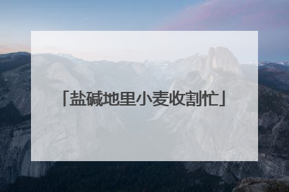 盐碱地里小麦收割忙