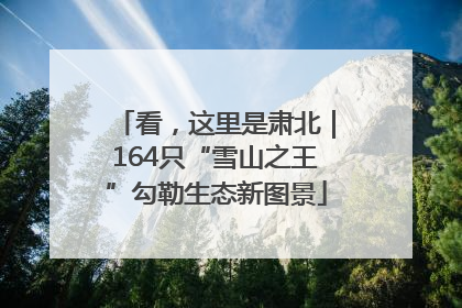 看，这里是肃北｜164只“雪山之王”勾勒生态新图景