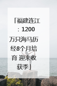 福建连江：1200万只海马历经8个月培育 迎来收获季