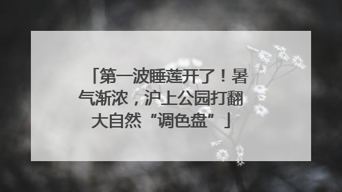 第一波睡莲开了！暑气渐浓，沪上公园打翻大自然“调色盘”