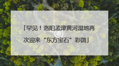 罕见！洛阳孟津黄河湿地再次迎来“东方宝石”彩鹮