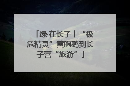 绿·在长子丨“极危精灵”黄胸鹀到长子营“旅游”