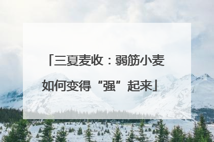 三夏麦收：弱筋小麦如何变得“强”起来