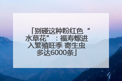 别碰这种粉红色“水草花”：福寿螺进入繁殖旺季 寄生虫多达6000条