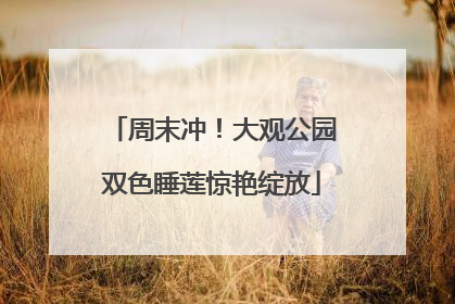 周末冲！大观公园双色睡莲惊艳绽放