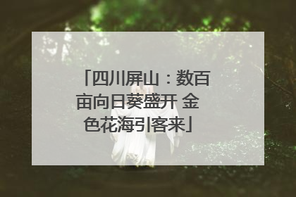 四川屏山：数百亩向日葵盛开 金色花海引客来
