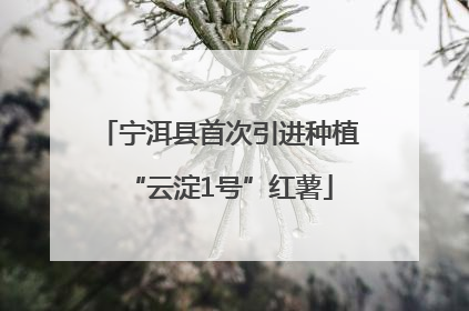 宁洱县首次引进种植“云淀1号”红薯