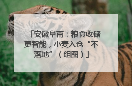 安徽阜南：粮食收储更智能，小麦入仓“不落地”（组图）