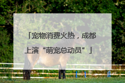 宠物消费火热，成都上演“萌宠总动员”