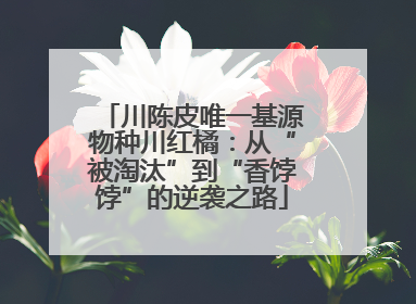 川陈皮唯一基源物种川红橘：从“被淘汰”到“香饽饽”的逆袭之路