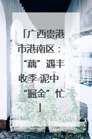 广西贵港市港南区：“藕”遇丰收季 泥中“掘金”忙