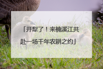 开犁了！来楠溪江共赴一场千年农耕之约