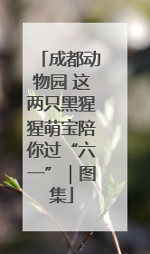 成都动物园 这两只黑猩猩萌宝陪你过“六一”｜图集