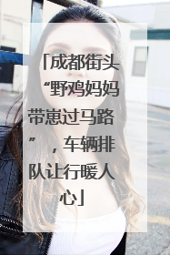 成都街头“野鸡妈妈带崽过马路”，车辆排队让行暖人心