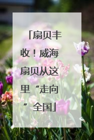 扇贝丰收！威海扇贝从这里“走向”全国
