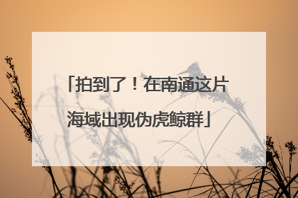 拍到了！在南通这片海域出现伪虎鲸群