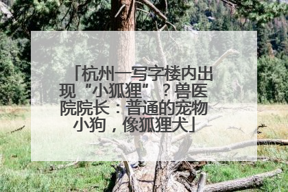 杭州一写字楼内出现“小狐狸”？兽医院院长：普通的宠物小狗，像狐狸犬