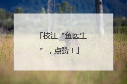 枝江“鱼医生”，点赞！
