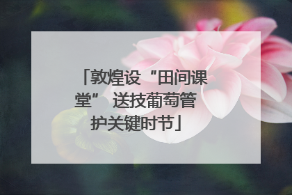 敦煌设“田间课堂” 送技葡萄管护关键时节