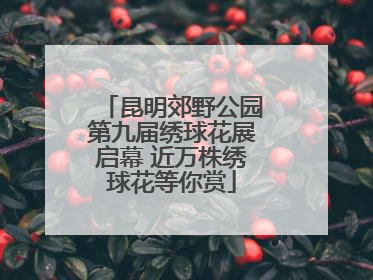 昆明郊野公园第九届绣球花展启幕 近万株绣球花等你赏