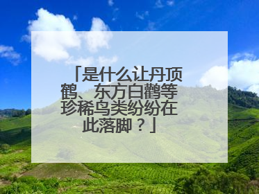 是什么让丹顶鹤、东方白鹳等珍稀鸟类纷纷在此落脚？