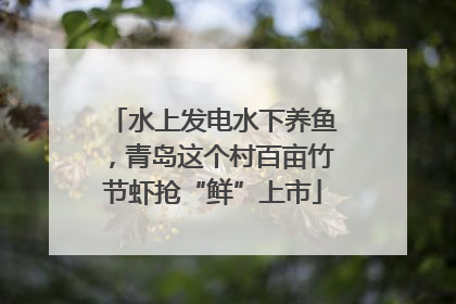 水上发电水下养鱼，青岛这个村百亩竹节虾抢“鲜”上市