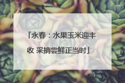 永春：水果玉米迎丰收 采摘尝鲜正当时