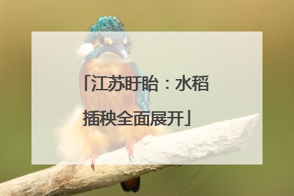 江苏盱眙：水稻插秧全面展开