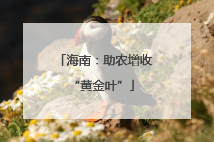 海南：助农增收 “黄金叶”
