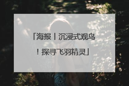 海报丨沉浸式观鸟！探寻飞羽精灵