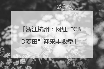浙江杭州：网红“CBD麦田”迎来丰收季
