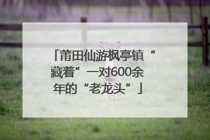 莆田仙游枫亭镇“藏着”一对600余年的“老龙头”