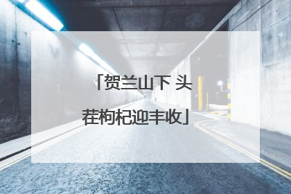 贺兰山下 头茬枸杞迎丰收
