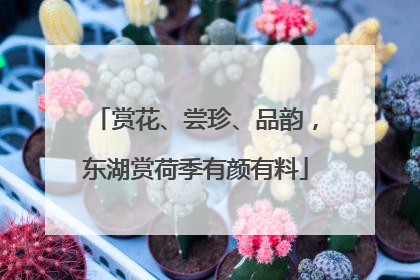 赏花、尝珍、品韵，东湖赏荷季有颜有料