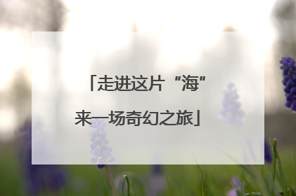 走进这片“海”来一场奇幻之旅