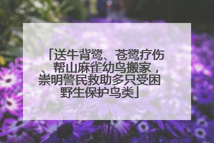 送牛背鹭、苍鹭疗伤、帮山麻雀幼鸟搬家，崇明警民救助多只受困野生保护鸟类