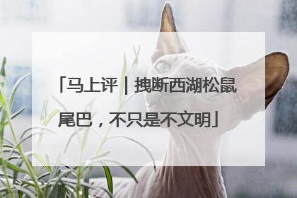 马上评｜拽断西湖松鼠尾巴，不只是不文明