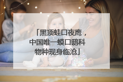 黑顶蛙口夜鹰，中国唯一蟆口鸱科物种现身临沧