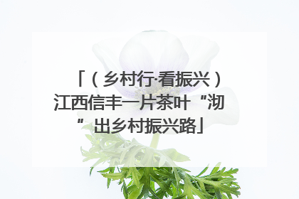 （乡村行·看振兴）江西信丰一片茶叶“沏”出乡村振兴路
